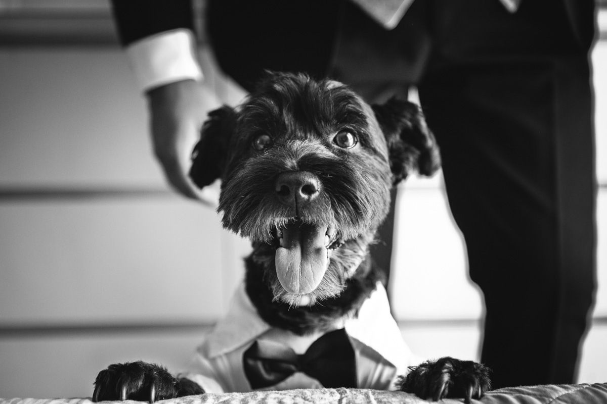Lee más sobre el artículo Reportajes de Boda con Mascotas